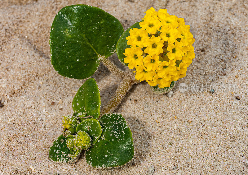 多年生花Abronia latifolia或Abronia arenaria是一种被称为海岸或黄沙马鞭草的沙马鞭草。它原产于北美西海岸，从加利福尼亚南部到加拿大。阿西洛玛海滩，加州州立海滩